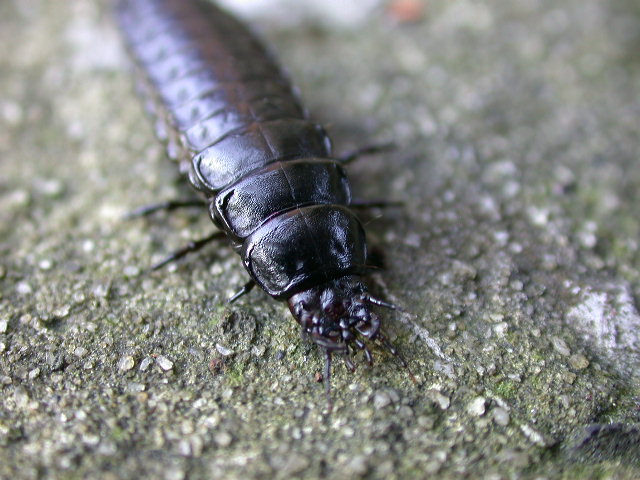 Larva di Carabus sp.